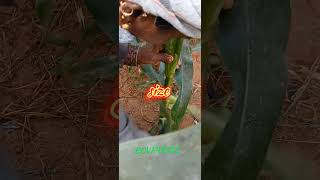 nursery seeds sweet corn 🌽 agriculture ytshorts Bcvfarms farming video [upl. by Litha]