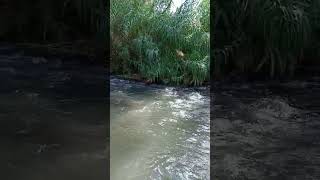 Come Cross the Jordan River with Me At Jordan River Park in Northern Israel [upl. by Raymonds]