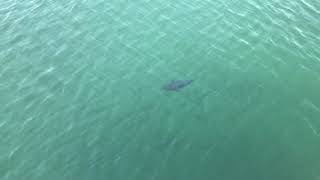 My dad spots a Tuna under Mordialloc Pier [upl. by Leiru]