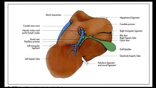 Liver of Ox  Splanchnology  ANATOMY by Dr Nidhi Gupta  NDVSU  1st Year Lecture [upl. by Enirehtakyram273]