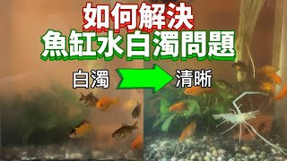 魚缸水混濁白白的🐟不想換水怎麼辦？教你一招解決！ [upl. by Kosse]