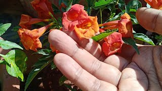 How to grow and care for the Tecoma Alata  Orange Trumpet flower [upl. by Nnael491]