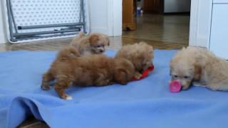 Maltipoo Puppies For Sale [upl. by Ester274]