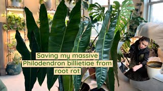 Saving my massive Philodendron billietiae from root rotdry rot repotting and cleaning the leaves [upl. by Lin]