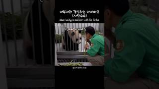 아이바오의 행복한 식사시간 Aibao having breakfast with his father 푸바오 판다 힐링 동물 귀여운 사랑 fubao panda cute [upl. by Magnien]