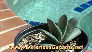 GASTERIA X GREEN ICE 1 Mysterious Gardens  G00009 [upl. by Radbun]