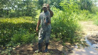 Pt2 Hunting Jamaicas Most Invasive Fish [upl. by Nauqyaj]