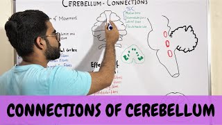 CONNECTIONS OF CEREBELLUM  NEUROANATOMY OF CEREBELLUM PART 3 [upl. by Anneirda]