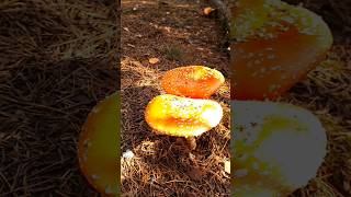 Гриб Мухомор🍄Природа України🌳 Fly agaric mushroom🍄Nature of Ukraine🌳 [upl. by Toll397]