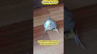 Before amp after recovery of Splay leg budgie shorts birdslover budgies [upl. by Trinidad]