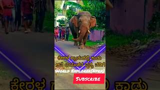 ಕೇರಳ ಗ್ರಾಮದಲ್ಲಿ ಕಾಡು ಆನೆ ಭಯಂಕರ ನಡಿಗೆ 🔥  wild elephant in a Kerala village is an awesome sight walk [upl. by Chance]