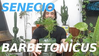 Los Secretos del Senecio Barbetonicus características reproducción cuidados riego floración [upl. by Cassi27]