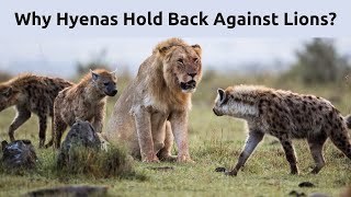 Why Hyenas Hold Back Against Lions [upl. by Kaitlynn313]