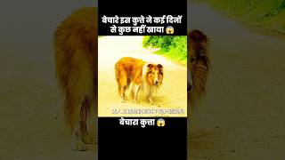 Pets Being Silly Cats amp Dogs Edition – Episode 539 pets shorts cat funny dogs [upl. by Aivan]