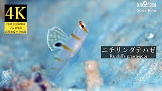 【4K 水中映像】ニチリンダテハゼ  Randalls prawngoby Amblyeleotris randalli [upl. by Jaclin]