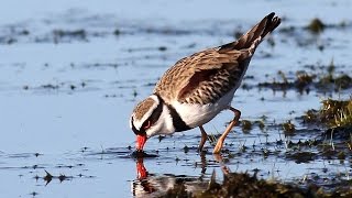 Blackfronted Dotterel with a surprise at the end [upl. by Kevyn]