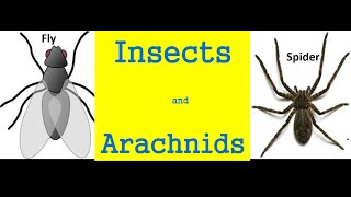 Insects and arachnids for kids  Differences And Similarities [upl. by Ailssa]