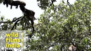 Best of Langurs jumping  slow motion footage [upl. by Llirret601]