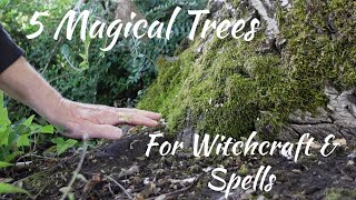 Five Magical Trees for Witchcraft amp Spells [upl. by Namwen578]