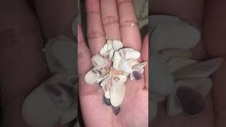 Day 310 seashell 🐚 unboxing for resin art song music resin art [upl. by Tiffanie]