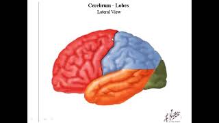 Functional areas of the cerebral cortex [upl. by Courcy]