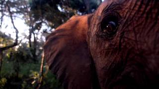 Wild  The David Sheldrick Wildlife Trust  Sheldrick Trust [upl. by Adli426]