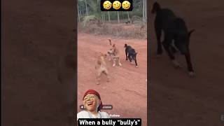 When a Bully decides to BULLY dog viralvideo [upl. by Nylyahs]