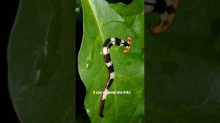 Shocking Secrets of the Hammerhead Worm Natures Strange Predator [upl. by Celie]