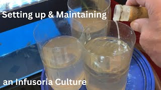 Starting amp Maintaining an Infusoria Culture Also read information in the description [upl. by Akeret]