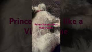 Video Game sounds come from Shih Tzu Prince as he sleeps…Sweet Dreams [upl. by Terb]