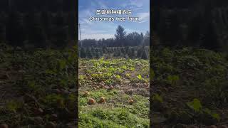 圣诞树农庄 Langley Christmas tree farm [upl. by Swihart]