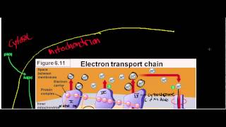 NEW LLactate Dehydrogenase Physiology Biochemisty and Mechanism [upl. by Anij967]