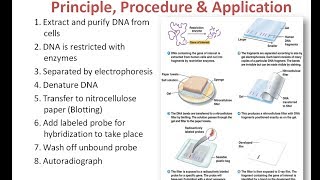 Southern Blotting Principle Procedure and Applications [upl. by Eirot]