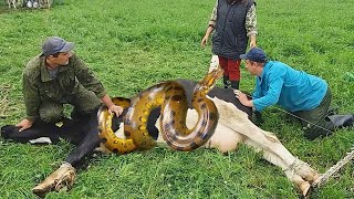 Incredible Snake Farming WithMe​ DIY Modern Cow Farm Automatic Milking Milk Feeding Combine [upl. by Valenka]