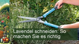 Lavendel richtig schneiden [upl. by Shaff]