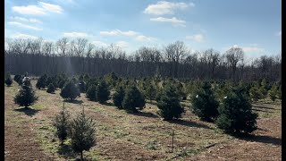 VLOGMAS DAY 1  CHRISTMAS TREE FARM [upl. by Terrag]