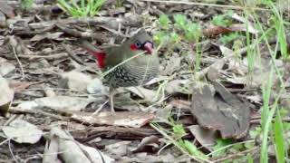 Red eared Firetail Stagonopleura oculata [upl. by Erme]