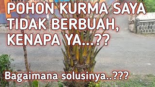 Pohon Kurma saya Tidak Berbuah Kenapa ya Bagaimana solusinya🤔 [upl. by Drallim]