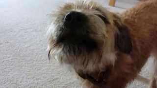 Border Terrier Noisy Cute [upl. by Hsekar]