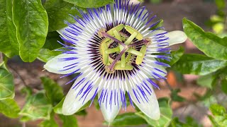 Blaue Passionsblume Passiflora caerulea [upl. by Rehsu]