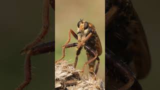 One of the Uks coolest insects  Hornet Robberfly [upl. by Tollman]