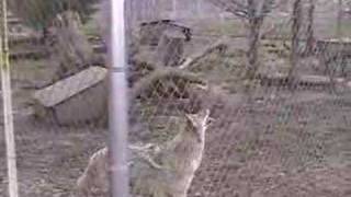 Twister Jumps at Wolf Park [upl. by Ahsha]