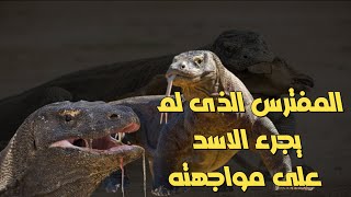 تنين الكومودو أخطر الزواحف على وجه الأرض [upl. by Mallissa]