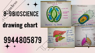 89 Bioscience drawing chart [upl. by Attikin]