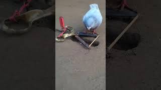 How to trap pigeons dove birdtrap hunting shotrs [upl. by Nae]