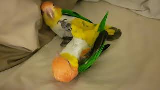 4 year old White Bellied Caique Parrots [upl. by Haye]