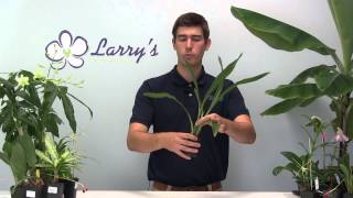 How to Grow Zygopetalum Orchids [upl. by York]