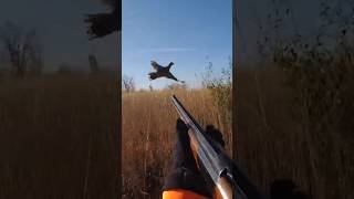 To close epic shot pheasant hunt birddog pheasanthunting hunting [upl. by Ramuk]