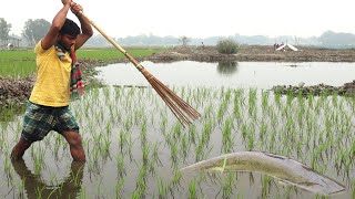 Fishing 👀 Big fish catching from rice field by Bamboo fish trap [upl. by Semaj]