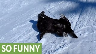 Labrador hilariously sleds down ski slope [upl. by Annaet]